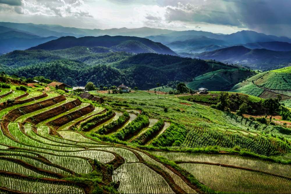 Les rizières en terrasses de Chiang Mai